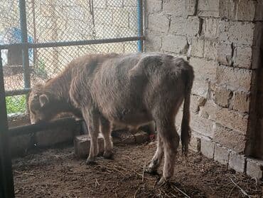 simmental inək cinsi: Məhsul: Dana (gənc iribuynuzlu heyvanlar) Təsvir: - Şəkillərdə bir — 7