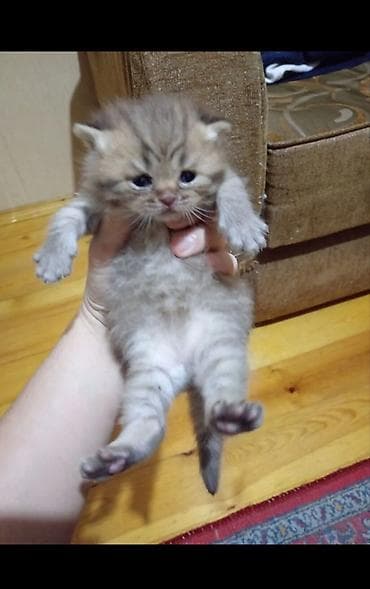 şotlan: Şotland, Erkək, Yaxşı əllərə, Ünvandan götürmə — 5