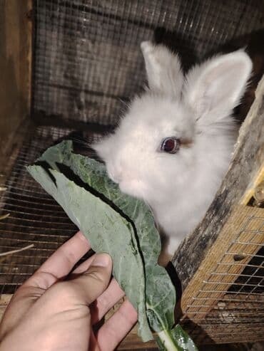 su pişiyi: Anqor cinsidirlər Ən kiçikləri 7 aylıqdı Ətlik cins kaliforniya ilə — 9