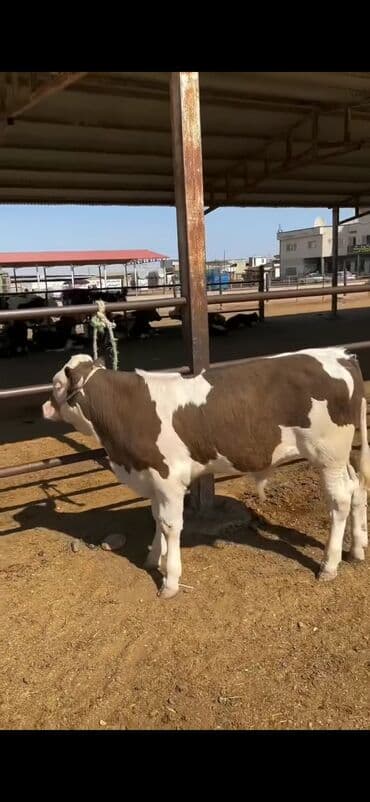 simental inekler satilir: Simental tipli buzov – ətlik-südlük istiqamətli - Rəng: qəhvəyi-ağ — 1