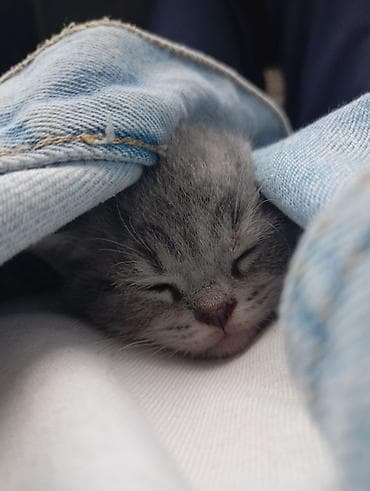 pişik cutləşdirilir: Şotland, Ünvandan götürmə — 5