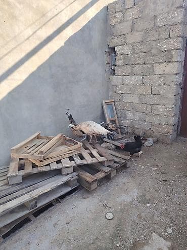 Павлины: Məhsul: Tovuz quşları və ev quşları - Növ: Tovuz quşu (erkək — 2