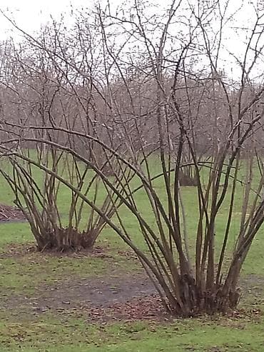 sekide torpaq satilir 2020: 2000 sot, Biznes üçün, Barter mümkündür, Kupça (Çıxarış), Bələdiyyə, Texniki pasport — 5