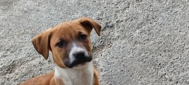 Pitbul, 3 ay, Peyvəndli