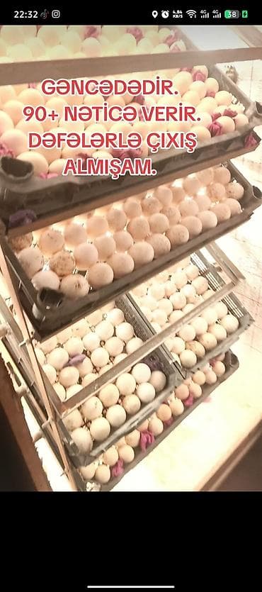 Yumurta inkubatoru – çoxsəviyyəli raﬁnəli sistem - Məhsul: elektriklə