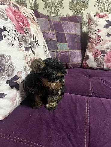 york terrier: Yorkşir teryer, 2 ay — 2