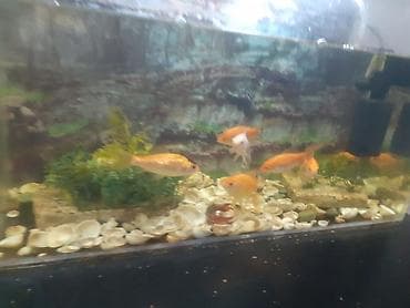 cuce satisi 2020: Akvaryum komplekti – qızılbalıqlar ilə - Şüşə akvaryum: düzbucaqlı — 3