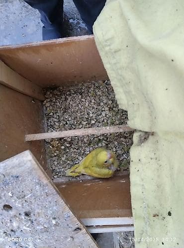 Qəfəs və yuva ilə birlikdə sarı tutuquşu. Qəfəs içərisində quşun