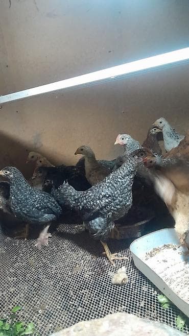 Məhsul: Gənc toyuqlar (müxtəlif rəng və naxışlarda) Təsvir: - Şəkildə lalafo.az -da Məhsul: Gənc toyuqlar (müxtəlif rəng və naxışlarda) Təsvir: - Şəkildə