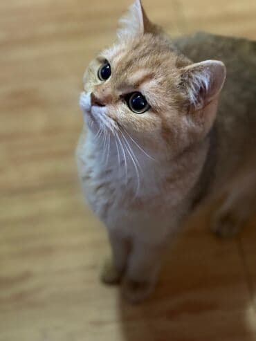 Серьги: Британская — 5