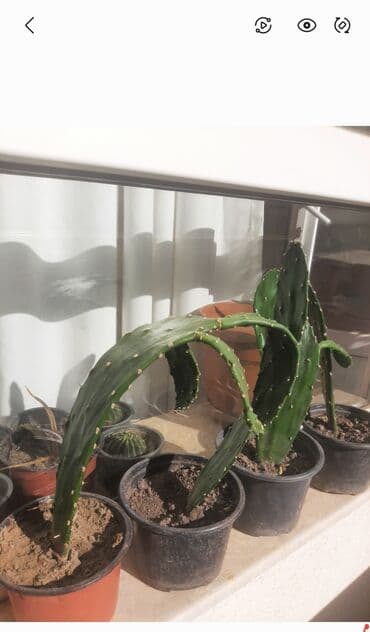 helba bitkisi faydaları: Уличные растения — 6