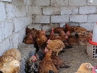 kənd toyuqlari: Təbii Qırmızı Sasso Çolpaları – Cəmi 12 AZN! 🐔 Tam sağlam, təbii — 6