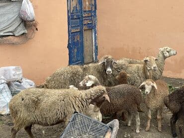 çin bıldırcını: Salam Heyvanlar hamısı sağlam ağır boğazdılar ana baladılar satılırlar — 10