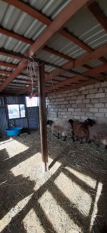 qoyun sekilleri: Qoyunlar – 3 baş - Növ: yerli qoyun (xırdabuynuzlu) - Rənglər: qara — 4