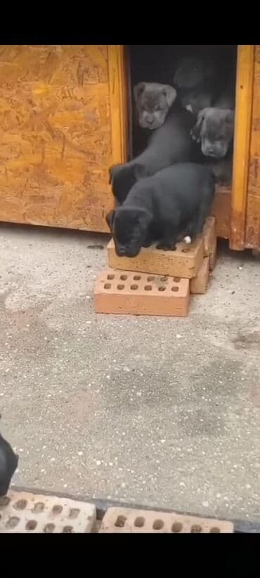 кане корсо цена: Kane-Korso, 1 ay, Sənədli, Ünvandan götürmə, Pulsuz çatdırılma, Ödənişli çatdırılma — 15