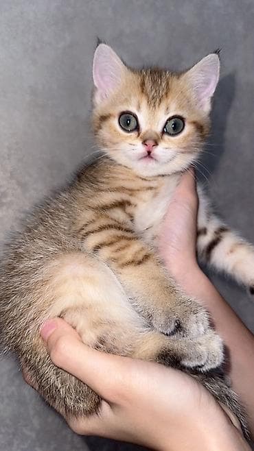 british golden chinchilla: Qızıl şinşilla, Erkək — 3