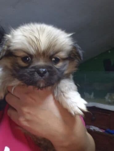 arı yeşik: Pekines, 2 ay, Erkek, Ödənişli çatdırılma — 5