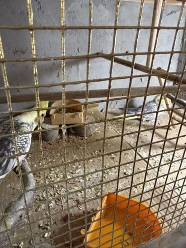 Karela cut bala 5 aylig balalardi saglam quşlardi saxlaya bilmediyim