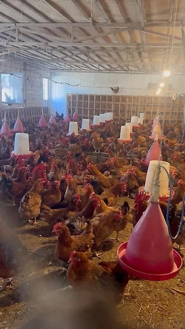 sort keci: Super Sort Lider 55 və Qara çil Xarkov Toyuqlarinin mayali yumurtasi — 8
