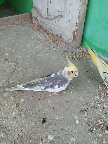 qus adlari: Qiymət rAzılaşma ilə . əlaqə 0507603023 — 3