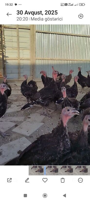 2 ayliq cuceler: Məhsul: Hind quşları (hind toyuqları) Təsvir: - Şəkillərdə qara — 1