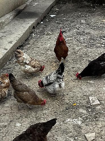 barter toyug: Toyuq, Damazlıq, Ödənişli çatdırılma — 2