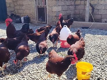 qax heyvan bazar: Salam. Red island mayali yumurtaları. Sifariş qəbul olunur. Ünvan Binə — 9