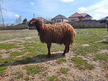 xacmaz qoyun: Erkək quzu satılır.Sağlam quzudur.Öz heyvanımın balasıdır — 2