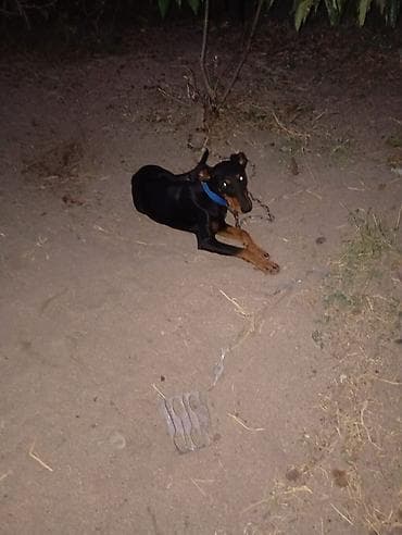 it axtarilir: Doberman, 1 il, Dişi, Peyvəndli, Ödənişli çatdırılma, Ünvandan götürmə — 2