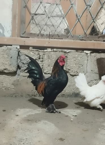 gence toyuq cuce: 1 fərə 1 xoruz yaponkalar Satılır qiymət ikisinə aiddi Sağlam Cavan — 1