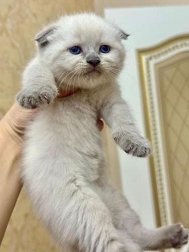 silver şinşila: Şinşilla, Dişi — 6