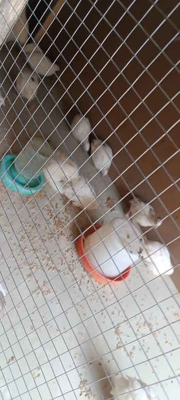 xoruzun nece rengi var: Salam aleykum Allah herkesin heyvanina bərəkət versin inşallah . Texas — 1