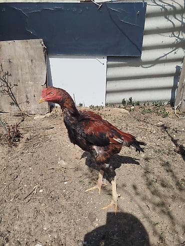 xoruz sekilleri: Cinsi: Döyüş tipli uzunboy quş (xoruz) Rəngi: Qırmızı-qara qarışıq — 1