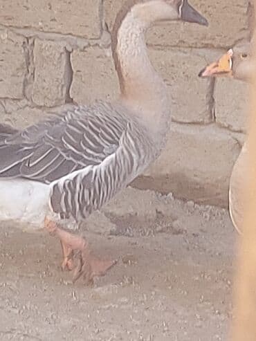 хаски цена в баку: Курица, Для мяса, Самовывоз — 9