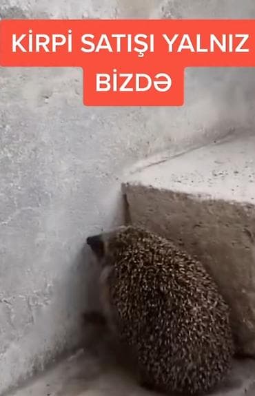 Salam hər vaxdınız xeyir əvala zəng etməyin vatsapa yazın zəng edən
