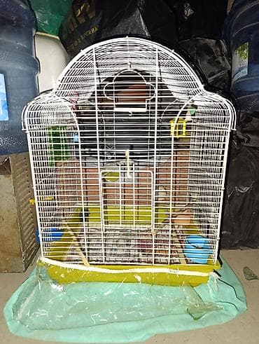 Gəmiricilər: Quş üçün qəfəs böyükdür normal vəziyyətdə — 1