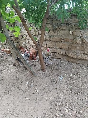 Toyuq, Yumurtalıq — 3