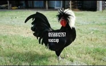 cücə və xoruz: Salam Ayam cemani,,. argenal.yumurtasi,cucesi.colpasi,,xoruzu.toyugu — 15