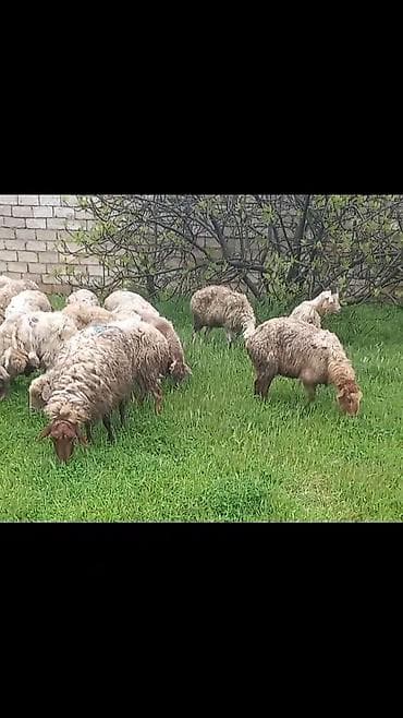 qoyunlar: Salam tam saglam 18 dene bogaz qoyun — 2