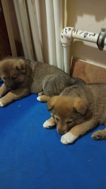 Məhsul: Balaca it balaları Təsvir: - Şirin, tüklü balalar