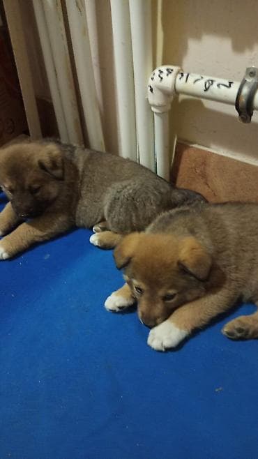 Ножи: Məhsul: Balaca it balaları Təsvir: - Şirin, tüklü balalar — 1