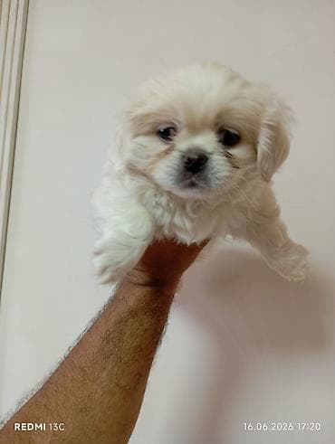 spitz it: Pekines — 4