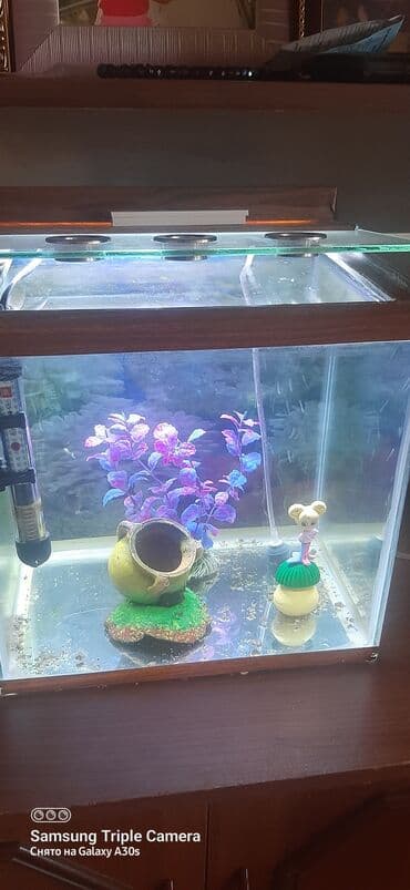 Taxta haşiyəli, şüşə divarlı akvarium. İçərisində istilik