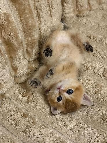 pişik geyimleri: Britan — 1