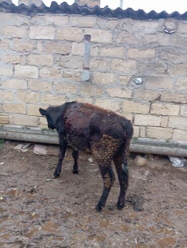 İtlər: Dişi danadi yemdə olan heyvandi bağlı şəraitdə olur — 3