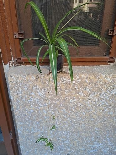 Xlorofitum (Spider Plant) – asma pöhrəli otaq bitkisi - Növ at lalafo.az Xlorofitum (Spider Plant) – asma pöhrəli otaq bitkisi - Növ