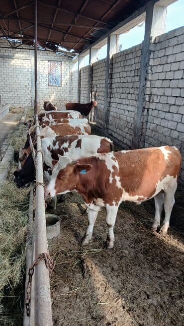 xacmazda satilan inekler: Simmental erkək danalar — 4