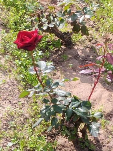 gül toxumları satışı: Şitillər — 2