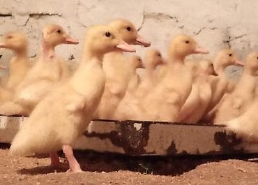 Salam tam saglam 20 gunluk kuban ordek balalari satilir isdeyen elaqe