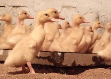 Subaru: Salam tam saglam 20 gunluk kuban ordek balalari satilir isdeyen elaqe — 1